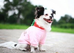 狗冬天需要穿衣服嗎 可以穿也可以不穿