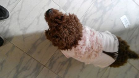 怎樣做狗衣服 准備的衣服要清潔干淨哦