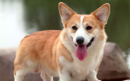 狗狗多大可以吃雞肝 雞肝是犬的一種好補品