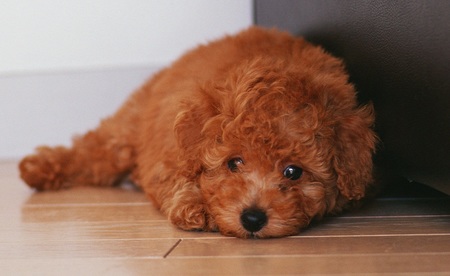 泰迪犬怎麼拔耳毛 拔耳毛前先做清潔工作