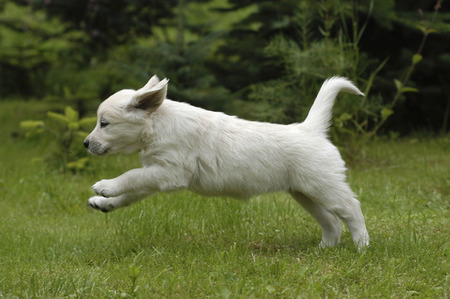 狗瘟能治好嗎 狗瘟又叫犬瘟熱可以治好