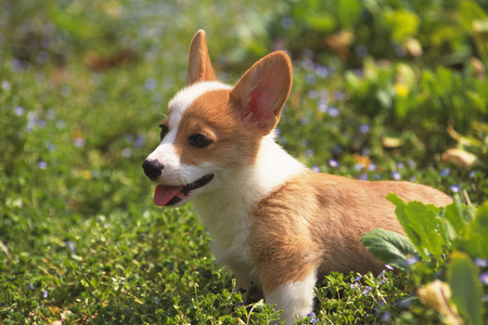  狗場買狗好嗎 健康的小犬活潑有精神