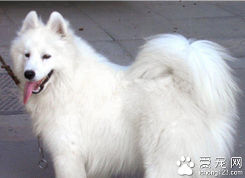 大型犬有哪些  帶大家了解大型犬種類