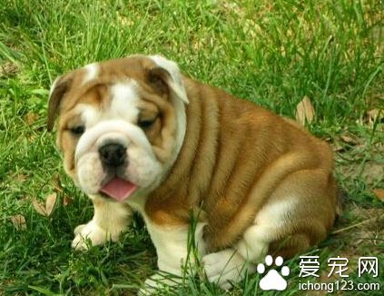 沙皮狗好養嗎 沙皮狗屬於有名的斗犬之一