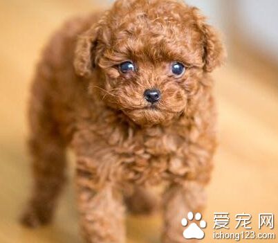 泰迪犬怎麼養   幼犬在出生後6周左右就斷奶