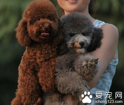 貴賓狗美容 需要准別好相關的美容工具