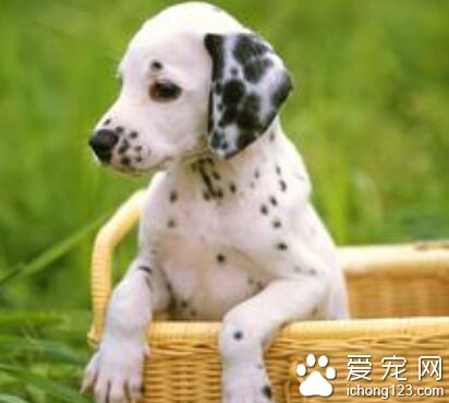 多長時間洗一次澡 根據寵物狗的生活習慣