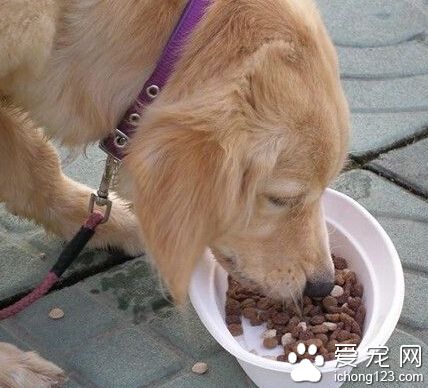 小狗吃什麼 最好咨詢經驗豐富的獸醫專家