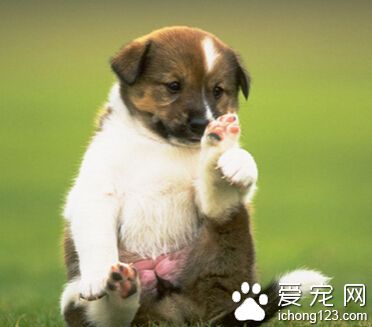 狗身上的蜱蟲 可以用酒精塗在蜱蟲身上