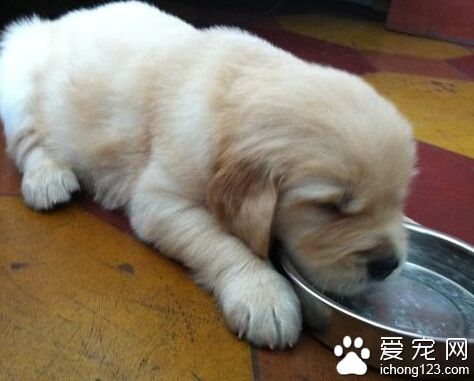  如何養狗狗 狗狗吃飯以不銹碗最合適