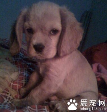  狗翻腸子怎麼辦 清理胃腸調解胃腸功能