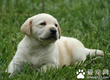小狗咳嗽怎麼辦 先要先分析其咳嗽的原因