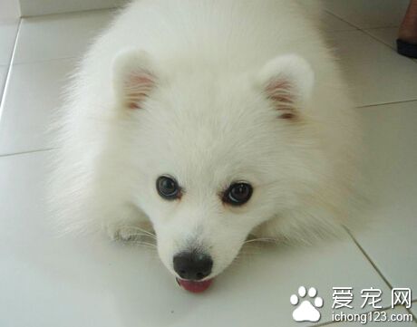 狗瘟能治好嗎 主要是要看狗狗自身的體力