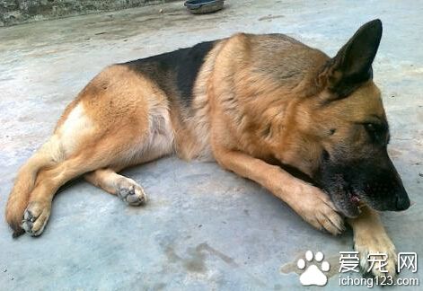 德國牧羊犬吃什麼好 狗糧是德牧食用最多的
