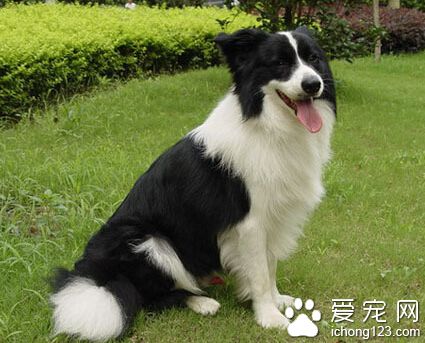 邊境牧羊犬怎麼養 狗糧好用溫水泡軟了吃