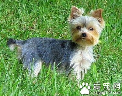 約克夏美容 刷毛可配合結節器和結節霜使用