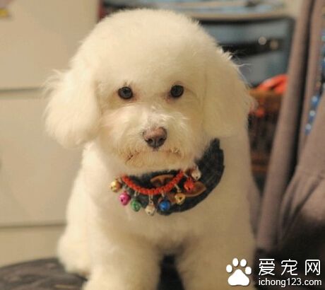 比熊犬吃什麼 維C可提高它的肌肉協調能力