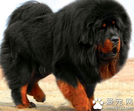 藏獒的飼養 對於小藏獒要注意防寒避暑