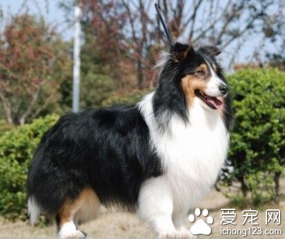 喜樂蒂吃什麼狗糧好 對口味的挑選比較重要