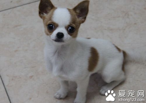 狗瘟潛伏期 早期的主要表現有哪些