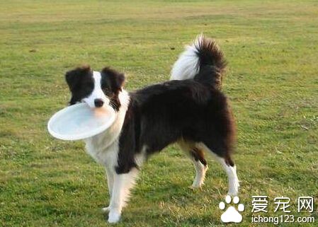 邊境牧羊犬好養麼 屬於聰明忠誠善良的品種