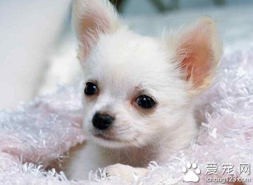 空運狗狗多少錢 一般根據寵物的體重來計算