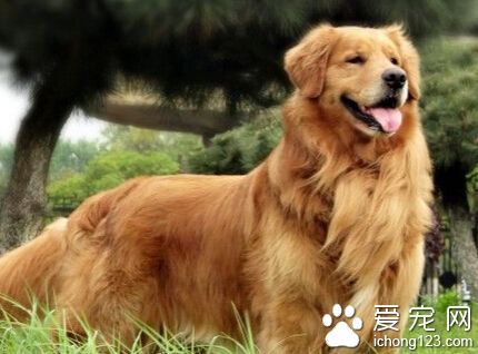 金毛吃什麼對毛好 金毛寶貝不能吃哪些食物