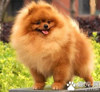 博美犬吃什麼 狗零食別給博美犬吃太多