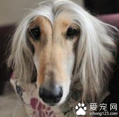 薩路基吃什麼好 挑選一些高品質的狗糧