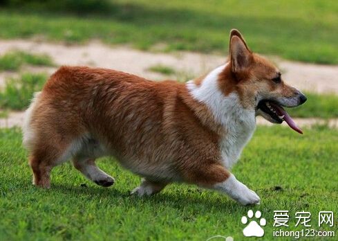 狗狗吃什麼水果 不要吃水果的籽或是核