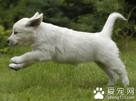 狗狗適合吃什麼蔬菜 胡蘿卜是首選蔬菜之一
