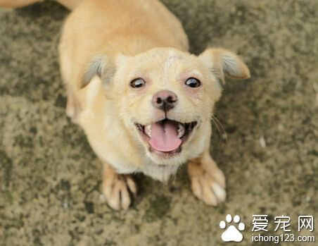 小狗喂驅蟲藥 狗狗驅蟲藥的用量的先確定
