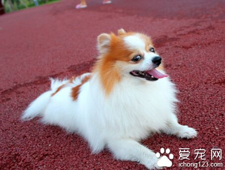 小狗能喂牛奶嗎 狗狗很難消化牛奶中的乳糖