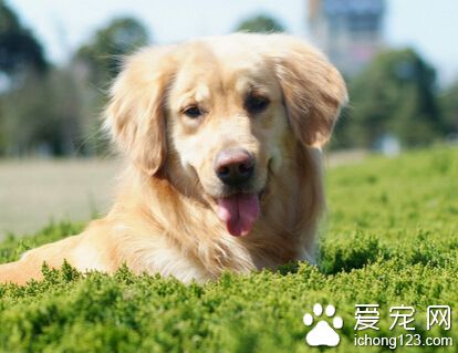 小狗喂多少狗糧 冬季狗的食量比夏季大