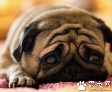 狗狗吃什麼可以美毛 可以多吃點海藻類食物