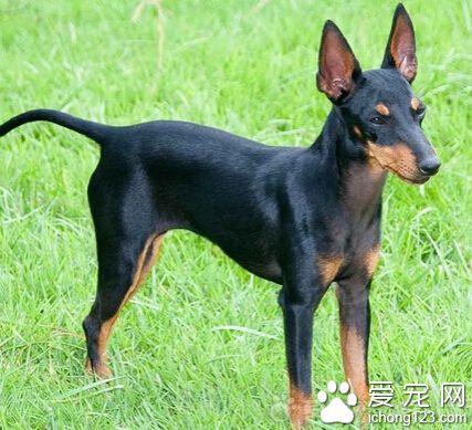 曼徹斯特梗吃什麼好 不要經常給它吃肝髒