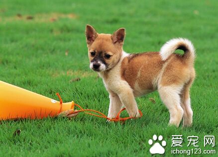 狗狗吃什麼好 可以給狗狗喂食天然飯菜