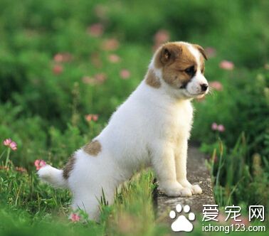  狗狗生寶寶後吃什麼 雞湯和牛奶是需要的