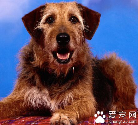 狗狗吃什麼海藻粉好 選擇專業寵物海藻粉