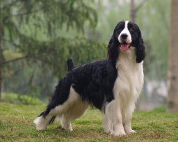  史賓格犬的飼養 不要喂食太多的肉類