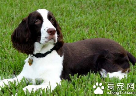 史賓格吃什麼狗糧好 肉類是最重要的