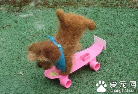  羅福梗的喂食要點 一些禁忌食物不要去喂