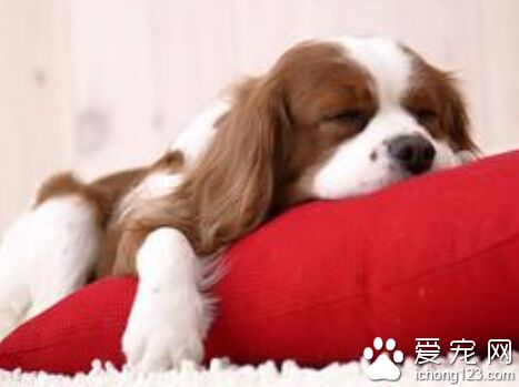 狗狗吃多少 有很多原因會影響狗狗的食量