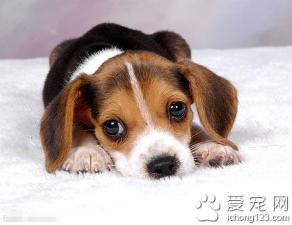 如何給狗狗做美容 狗狗洗澡技巧