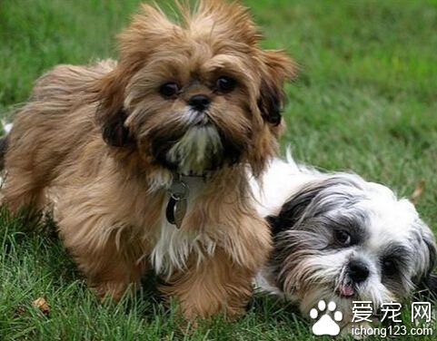 西施犬吃什麼 可以自制一些狗糧給狗吃