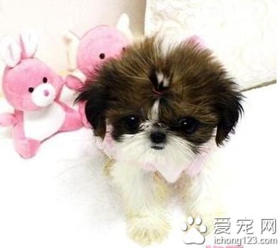 西施犬的飼養 一定要給予狗狗充足的營養