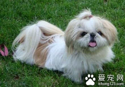 西施犬的喂養 注意其飲食方法和大便情況 