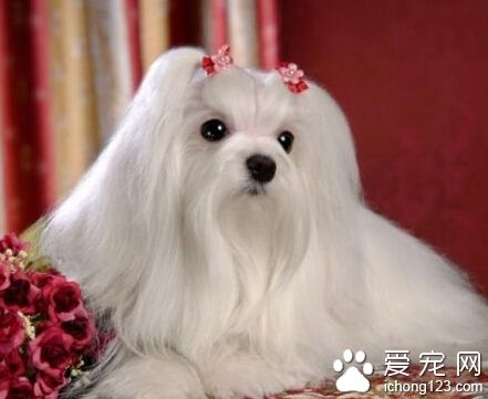  西施犬吃什麼狗糧好  根據狗齡選擇狗糧