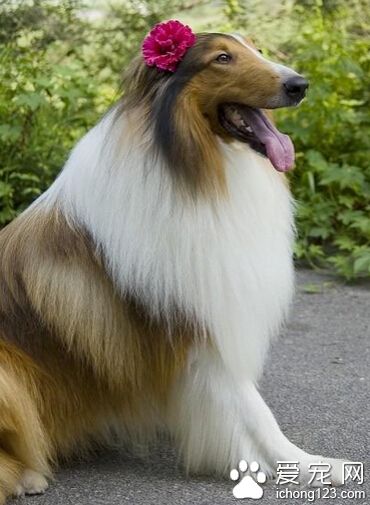蘇格蘭牧羊犬一個月大吃什麼 喂些斷奶食品
