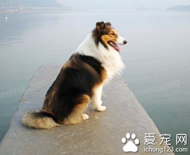 蘇格蘭牧羊犬吃什麼狗糧 根據其身長情況